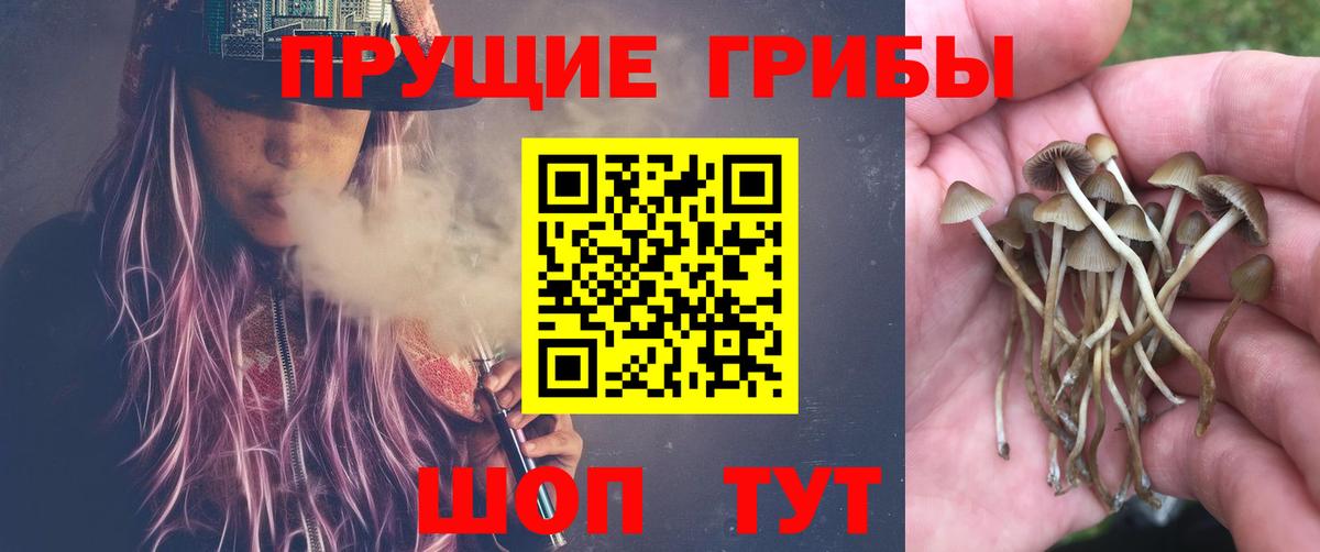 Галлюциногенные грибы Cubensis Гусев